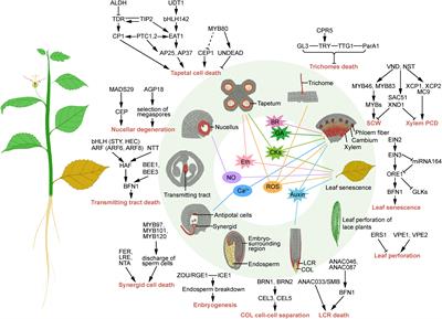 Transcriptional Regulation and Signaling of Developmental Programmed Cell Death in Plants